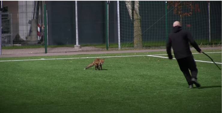 Una volpe invade in campo