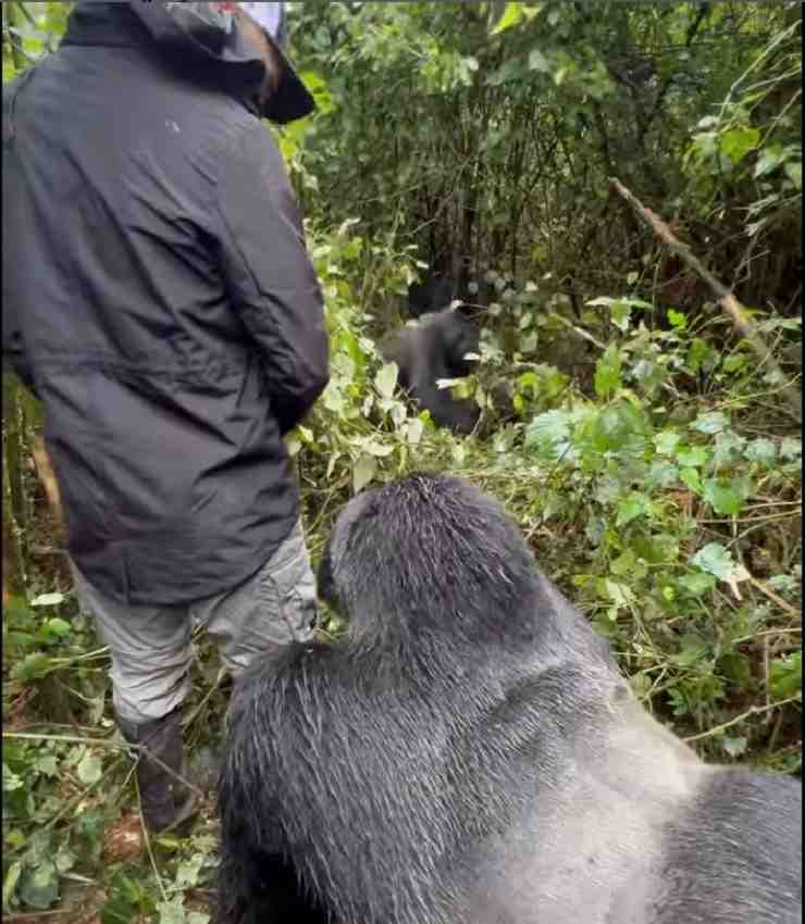 Mauro Icardi con un gorilla nelle foreste del Ruanda